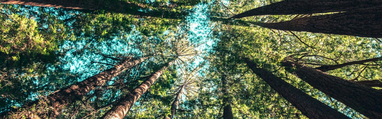SUSTAINABLE/INNOVATIVE LIFESTYLES